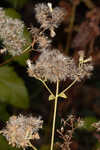 Hammock snakeroot